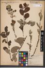 Foto von Salix aurita L. x Salix caprea L.